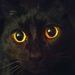 Meet your Posher, Shannon.